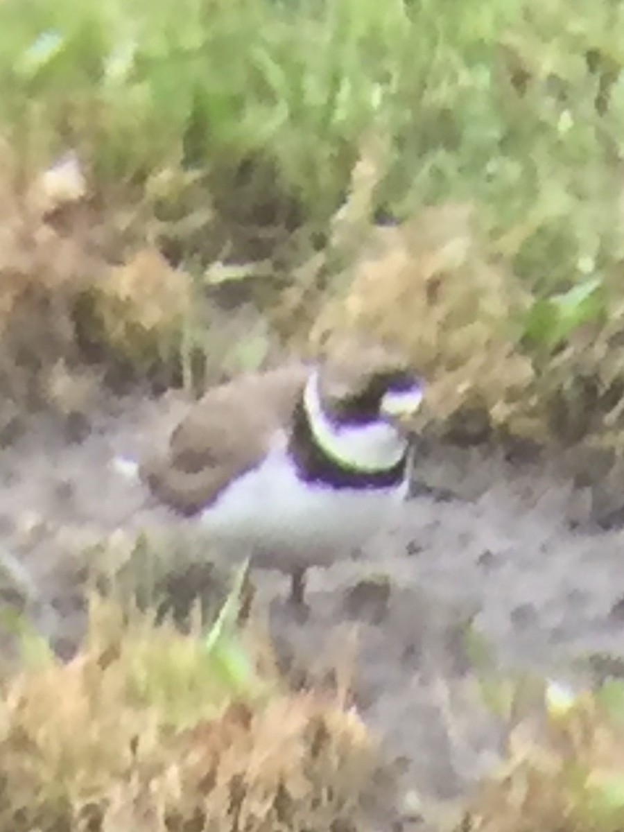 Semipalmated Plover - ML58635361