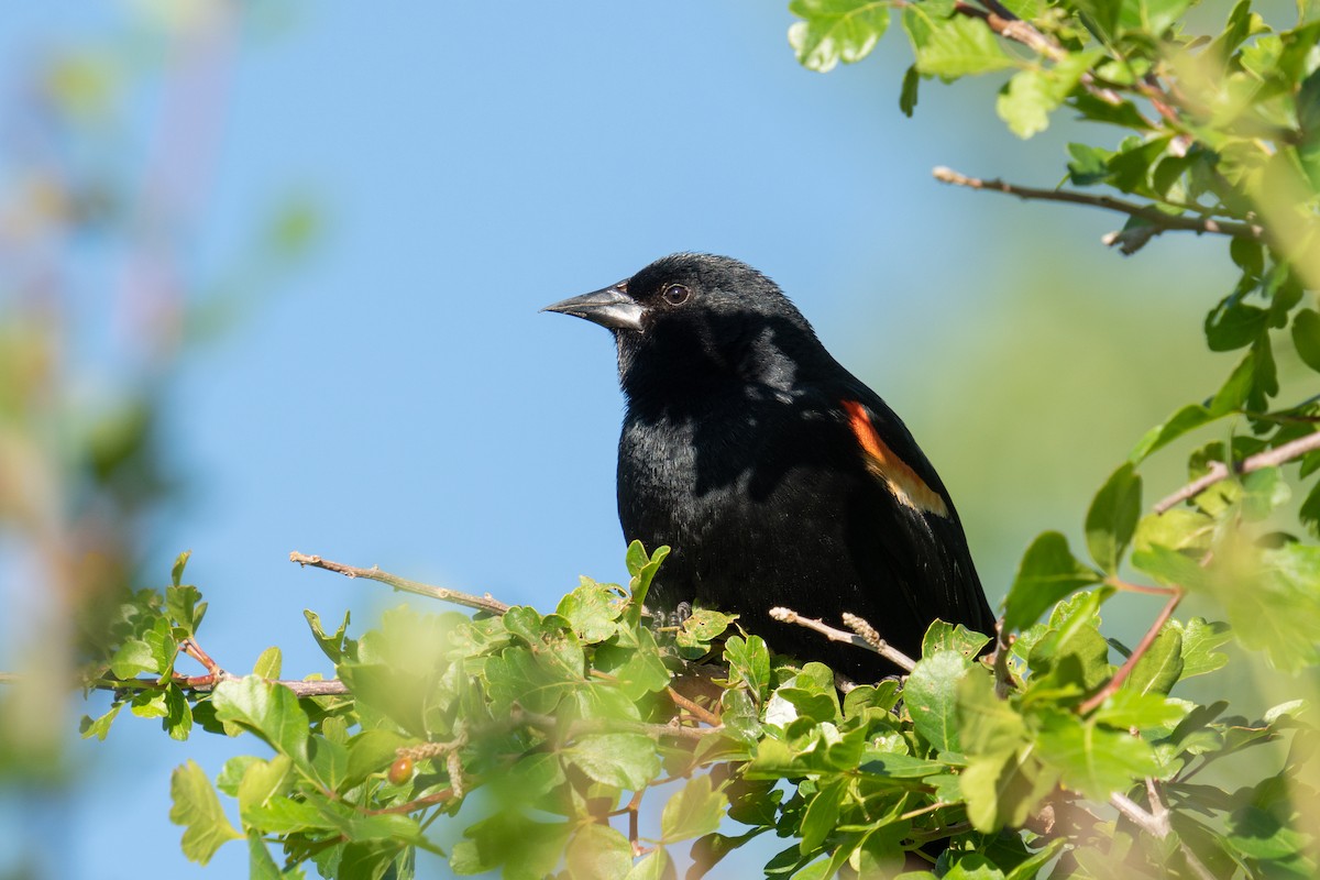 Red-winged Blackbird - ML586354531