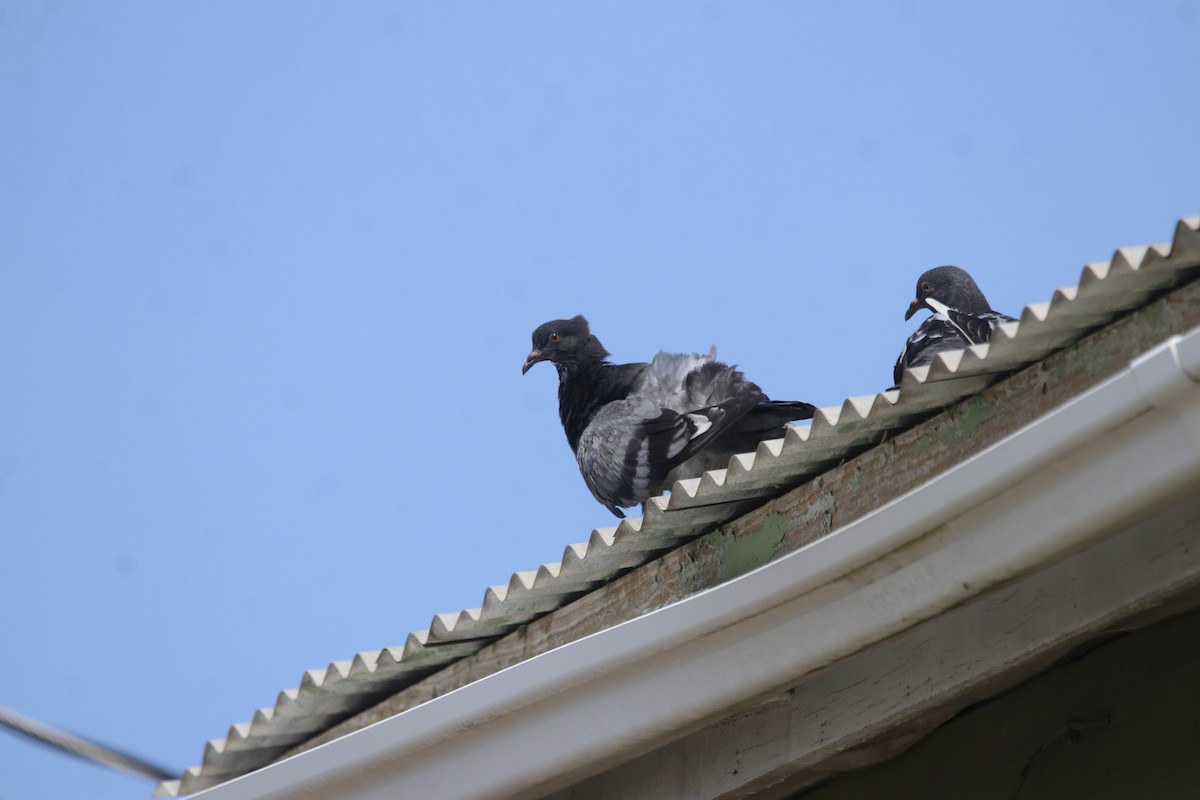Rock Pigeon (Feral Pigeon) - ML586356291