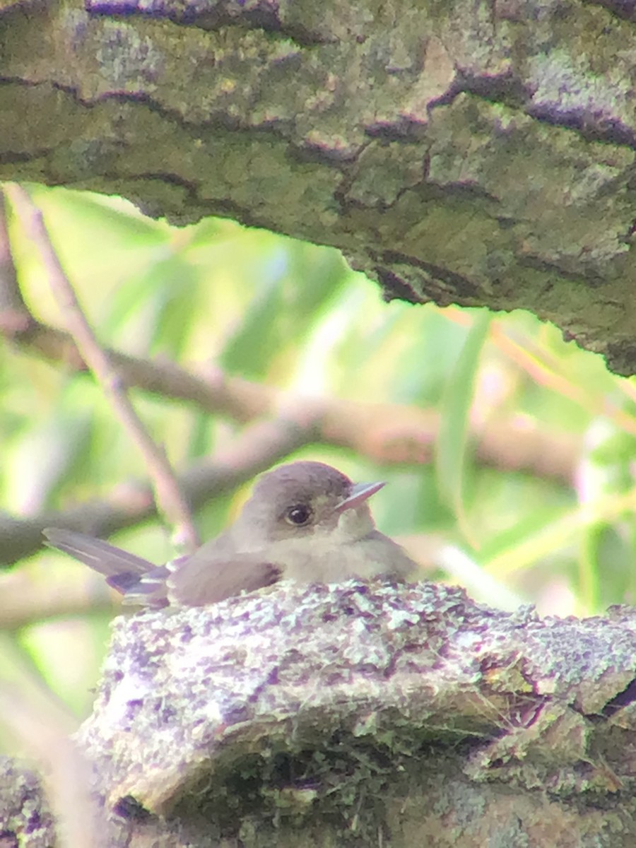 Eastern Wood-Pewee - Thomas Wood