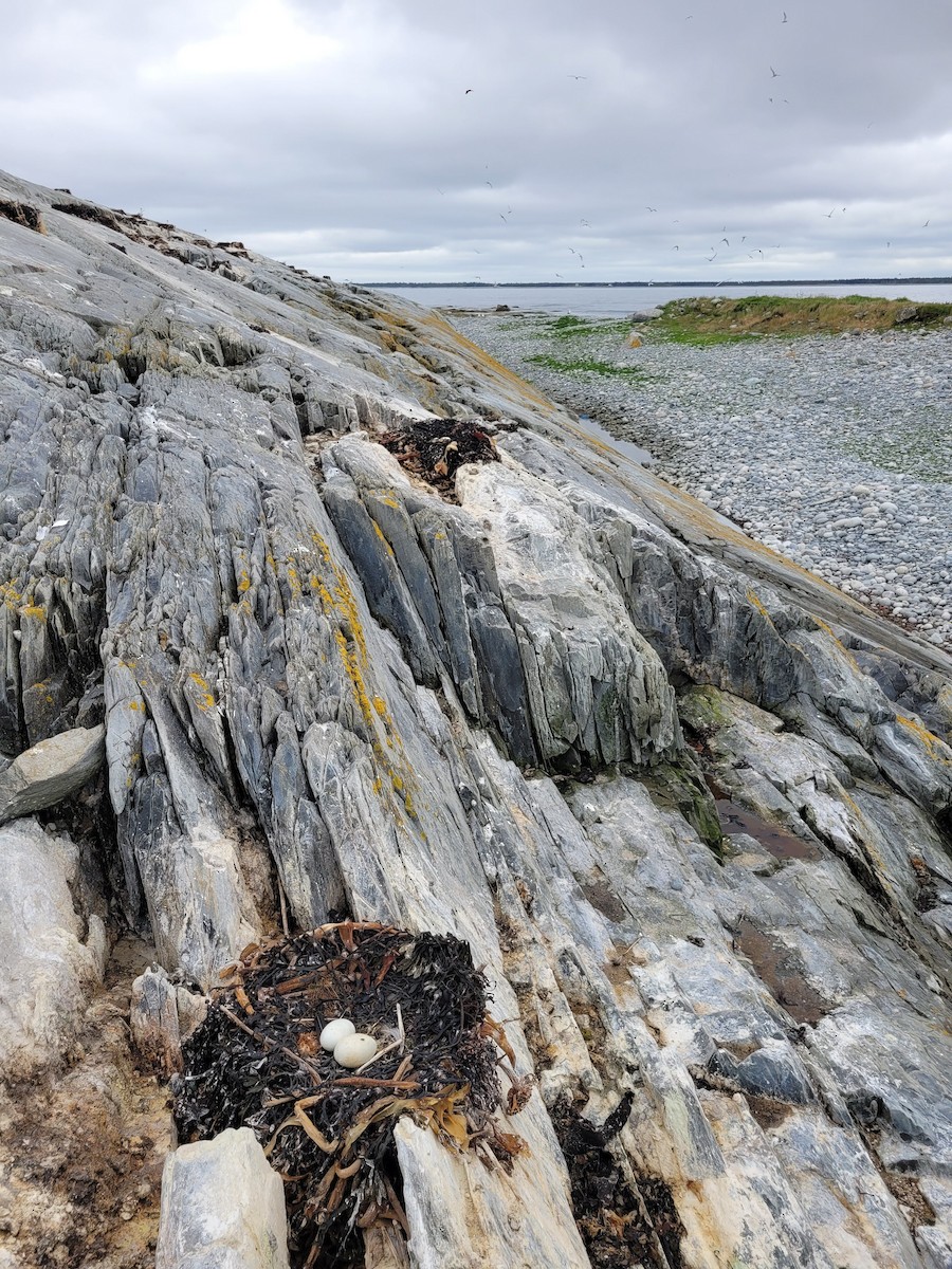 Double-crested Cormorant - Alix d'Entremont