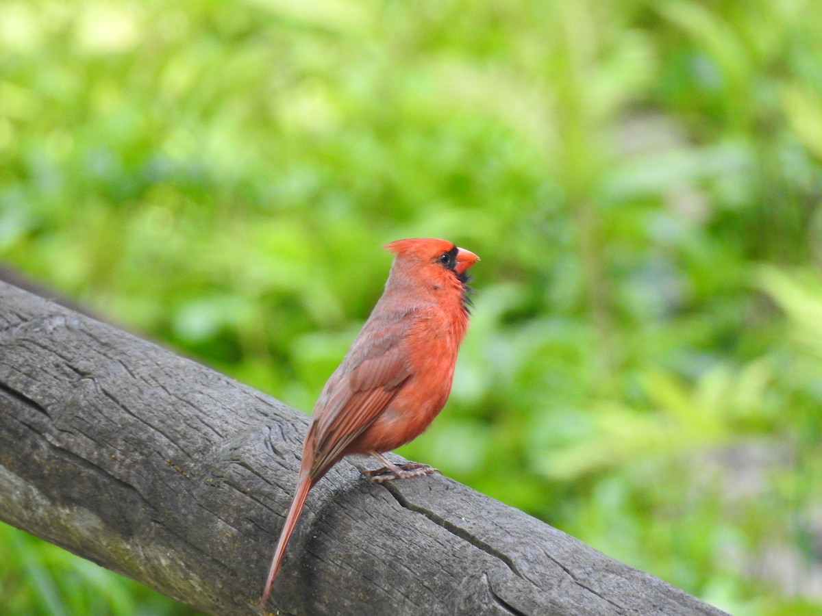 Cardinal rouge - ML58636041