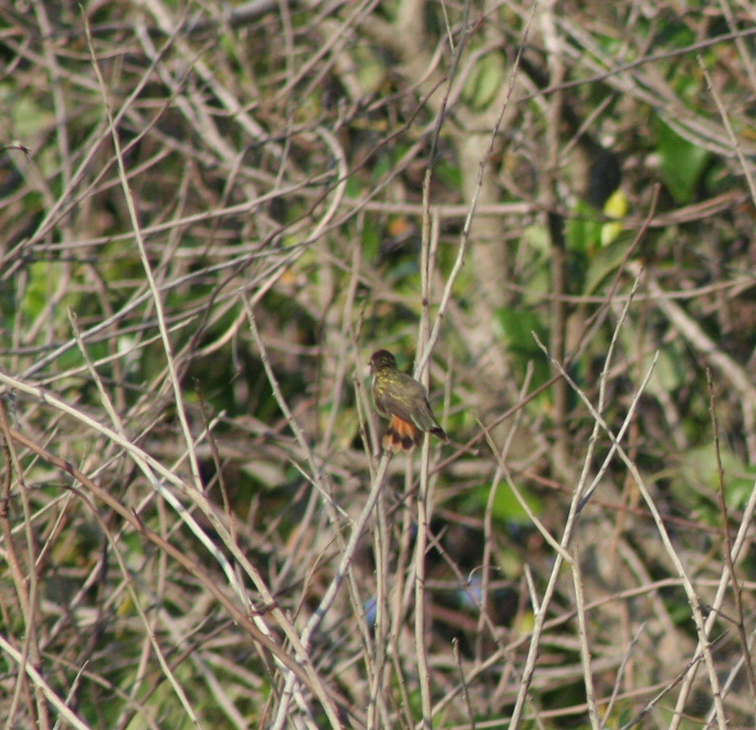 Colibri des Bahamas - ML58636171