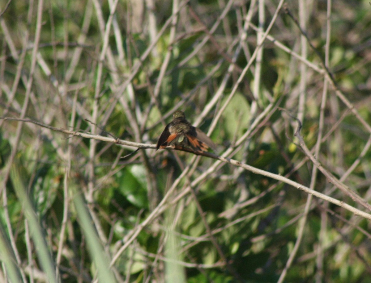bahamaskolibri - ML58636191