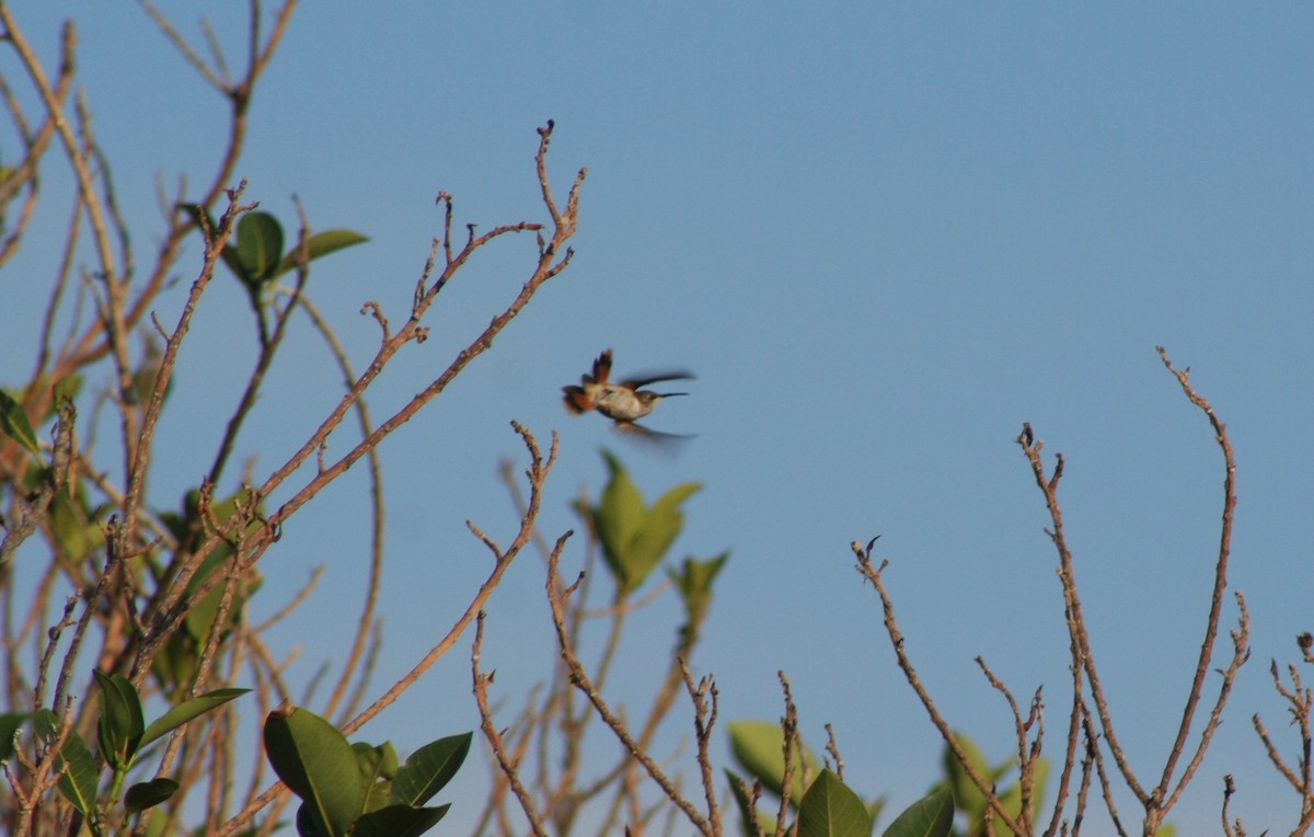 Colibri des Bahamas - ML58636221