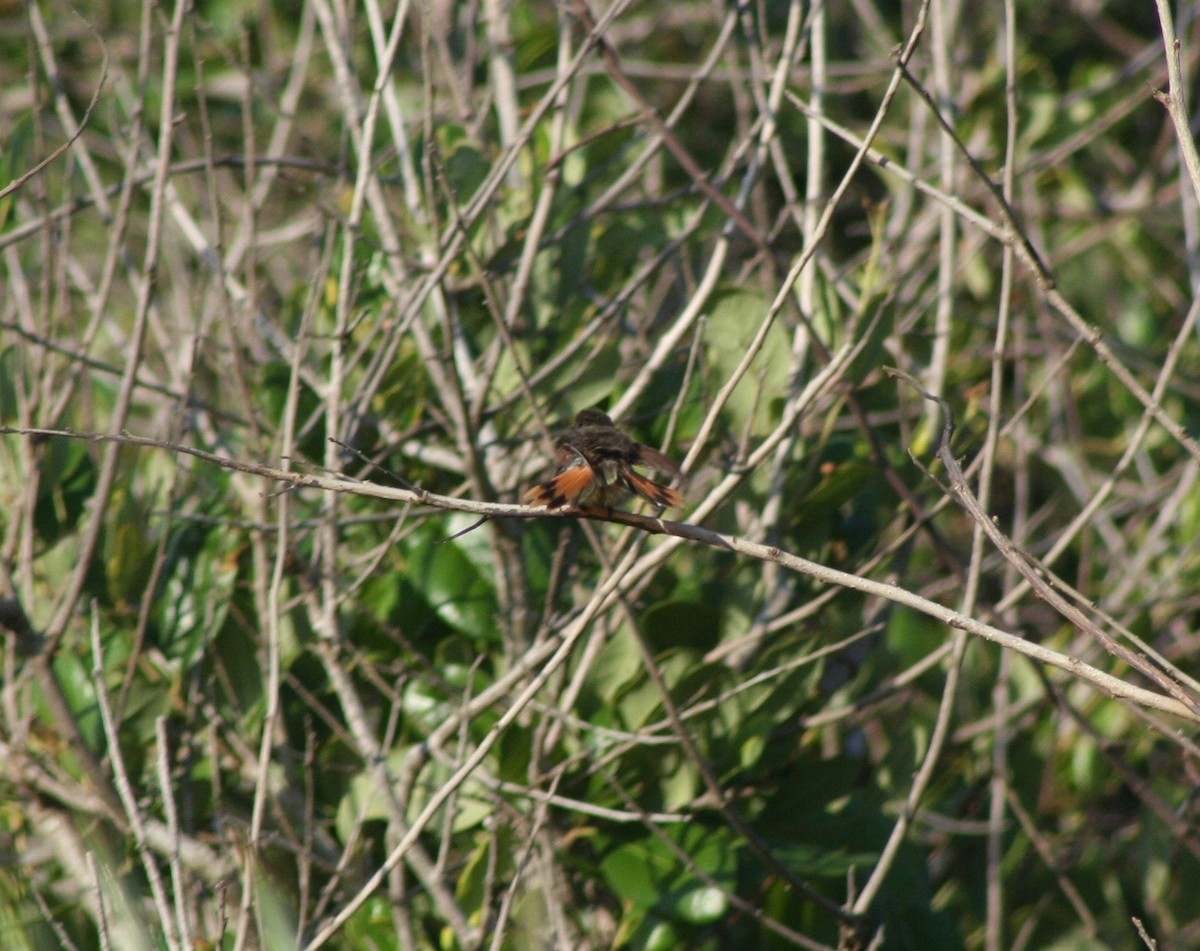 Colibri des Bahamas - ML58636231
