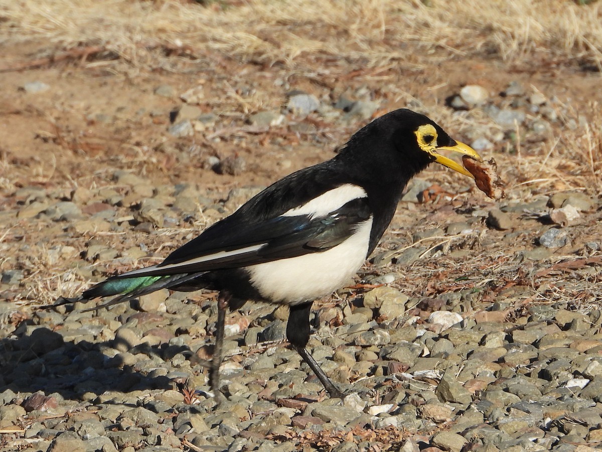 Yellow-billed Magpie - ML586362321