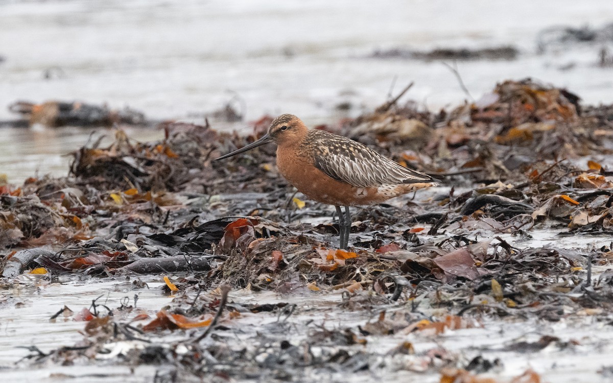 Bar-tailed Godwit - ML586362511