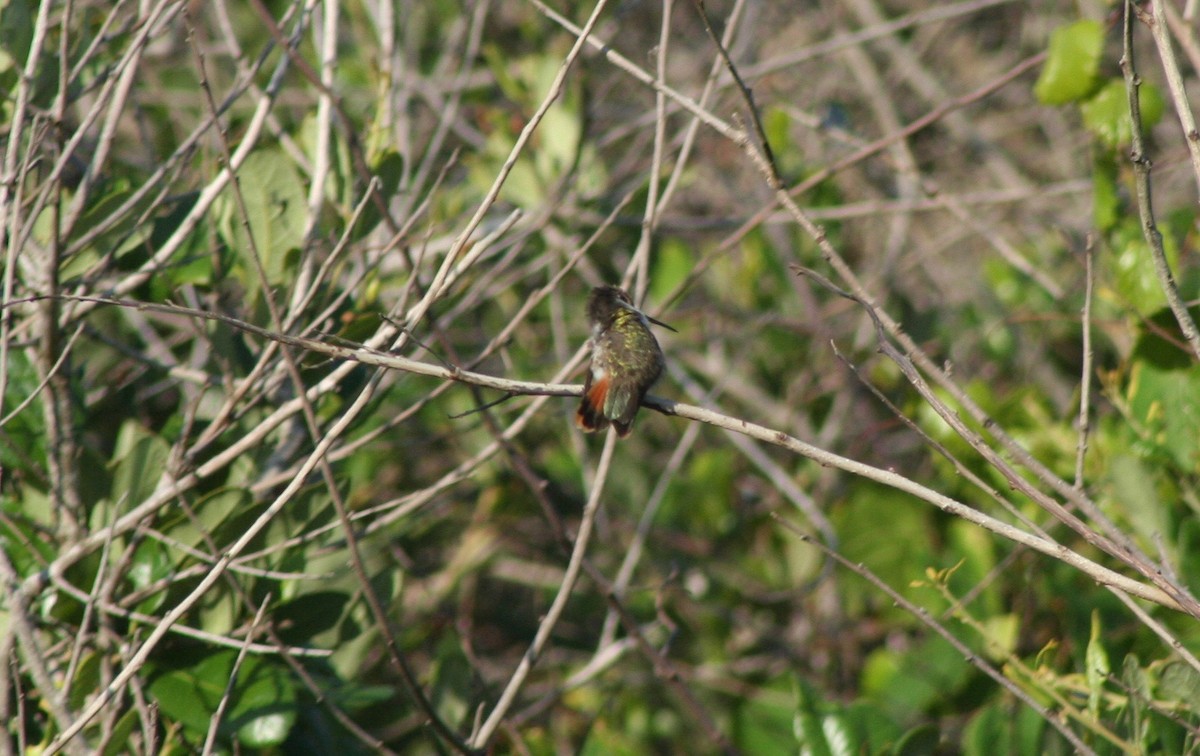 Colibri des Bahamas - ML58636261