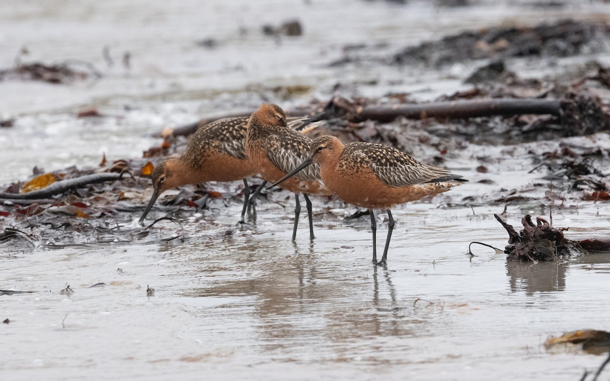 Bar-tailed Godwit - ML586362611