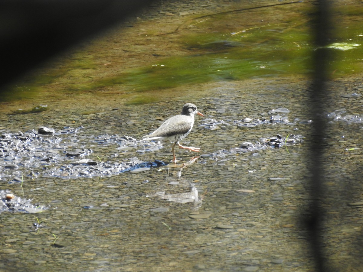 Spotted Sandpiper - ML58636271