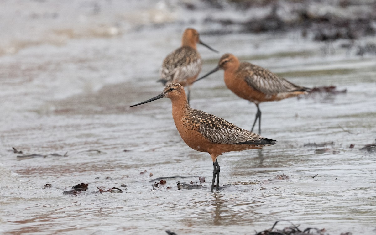 Bar-tailed Godwit - ML586362771