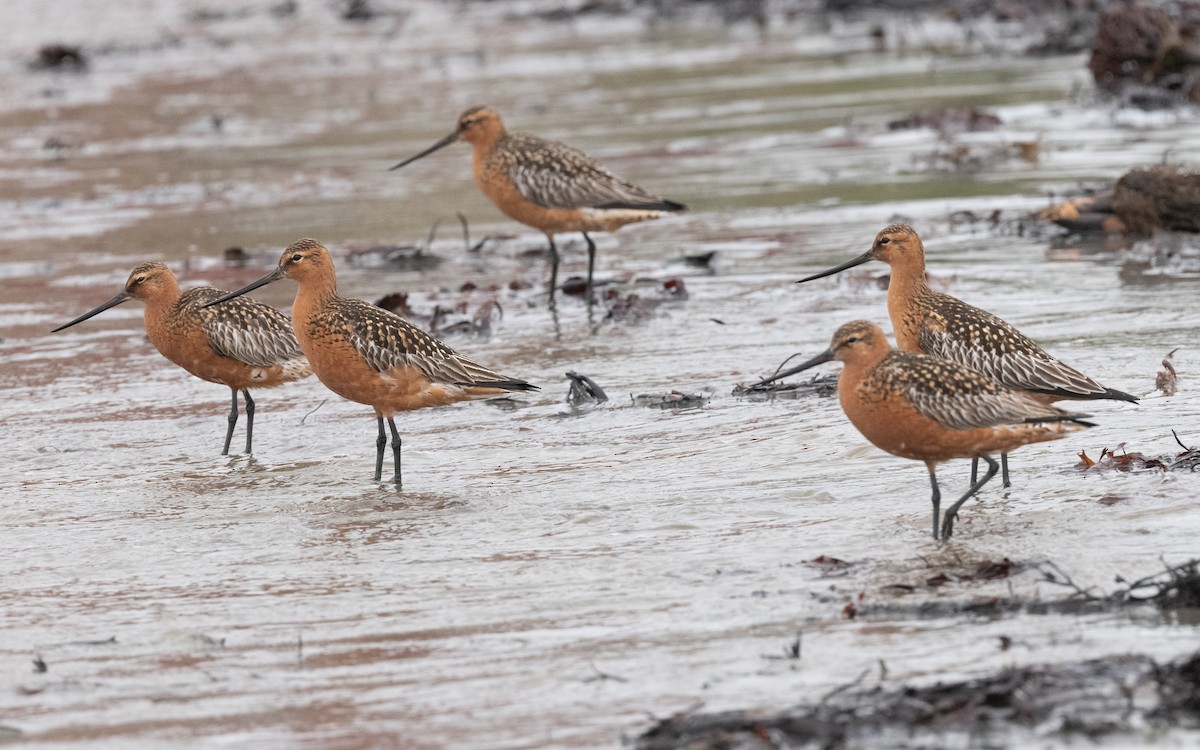 Bar-tailed Godwit - ML586362781