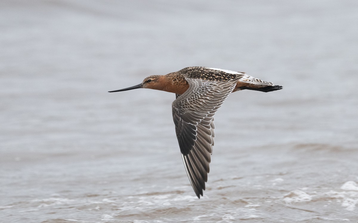 Bar-tailed Godwit - ML586362901