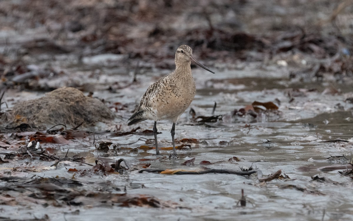Bar-tailed Godwit - ML586362991
