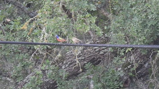 Painted Bunting - ML586364481