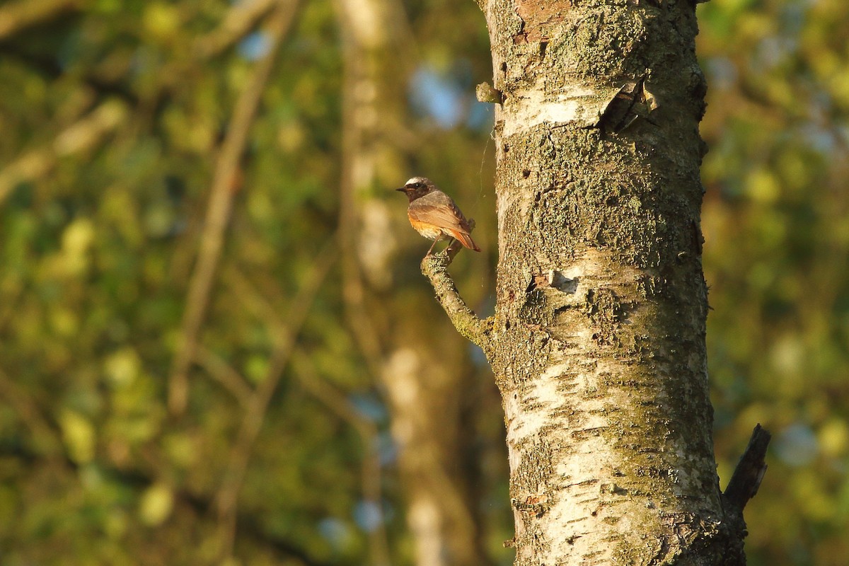 Common Redstart (Common) - ML586364841