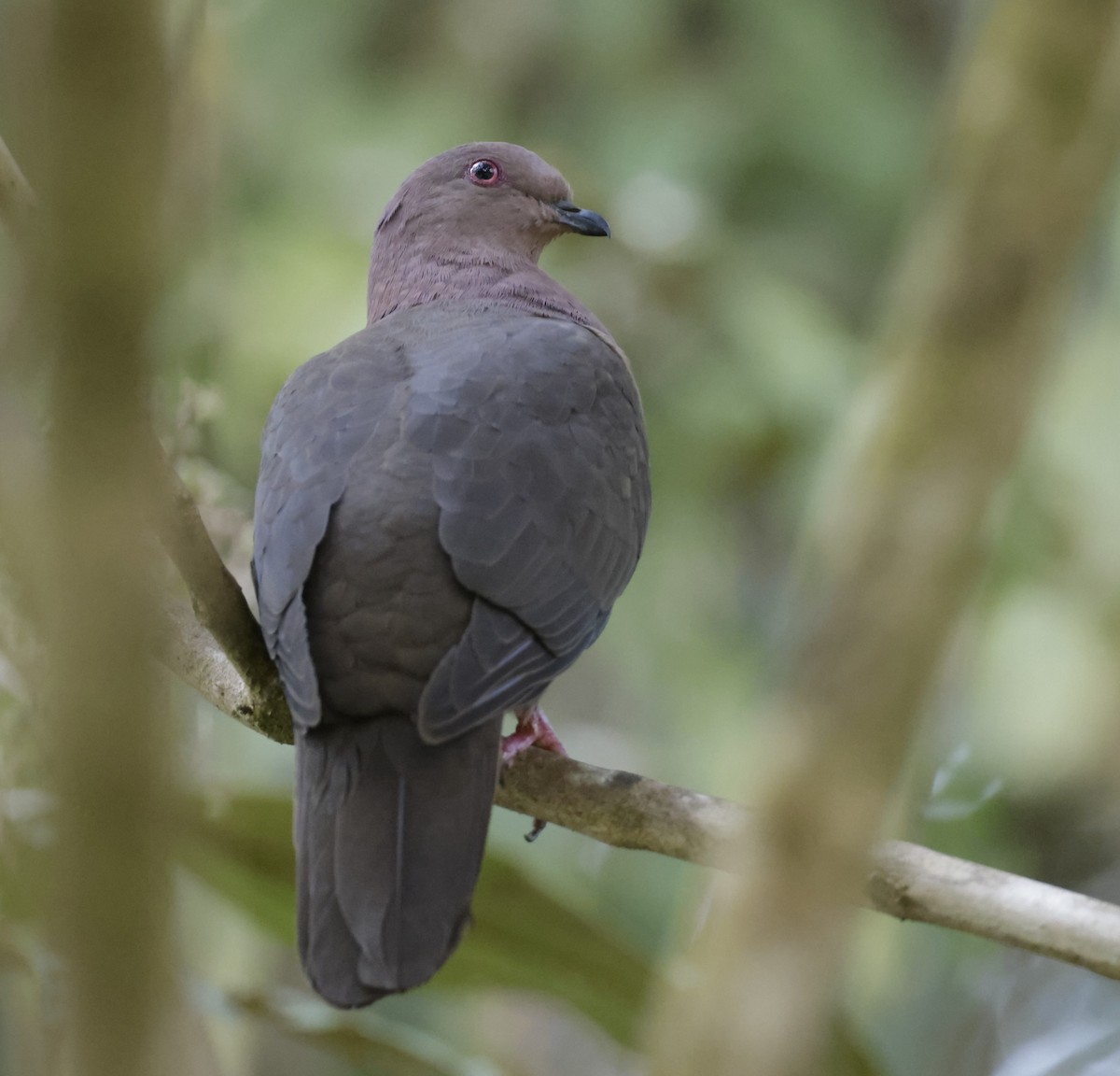 Short-billed Pigeon - Jim Stasz