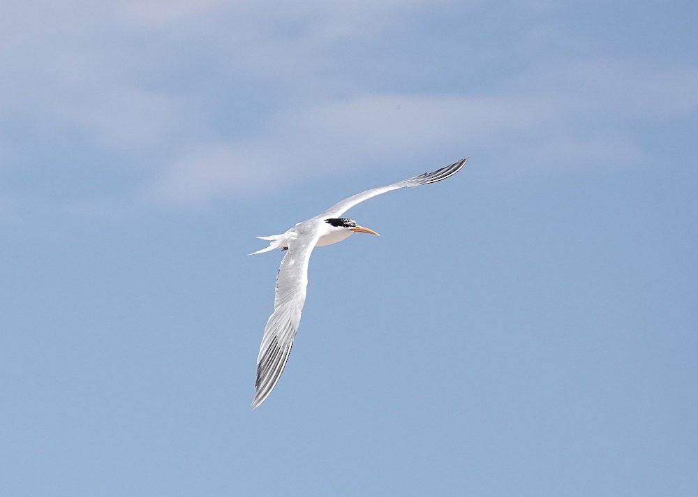 Elegant Tern - ML586365281