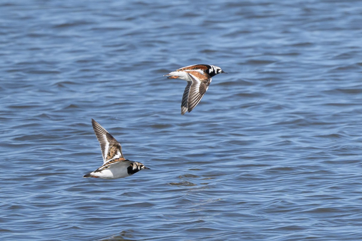 Ruddy Turnstone - Stephen Davies