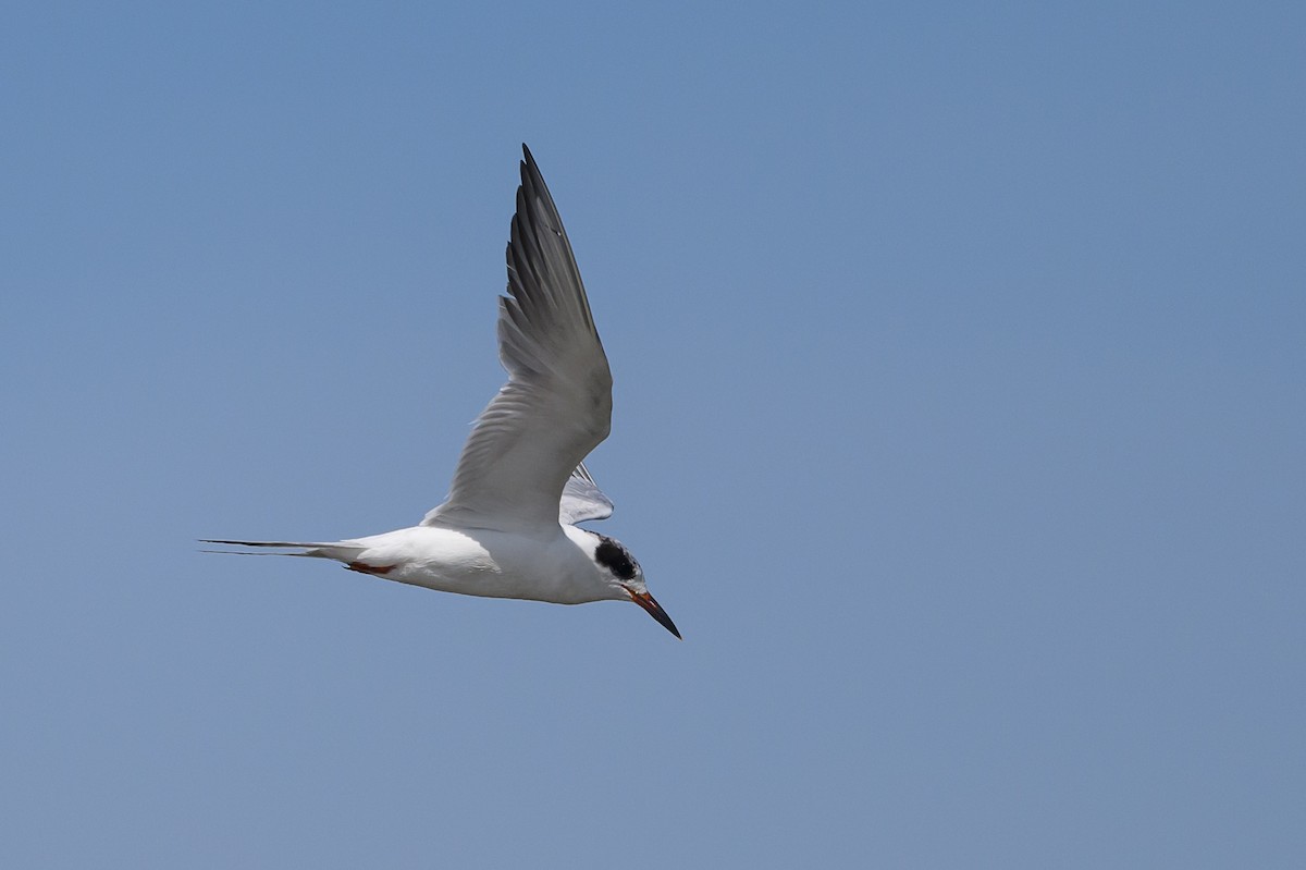 Forster's Tern - ML586365741