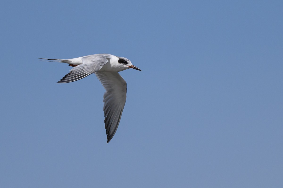 Forster's Tern - ML586365751