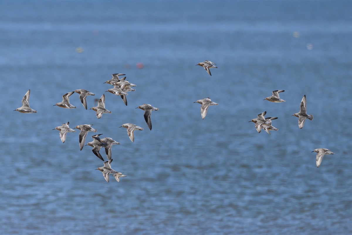 Red Knot - Stephen Davies