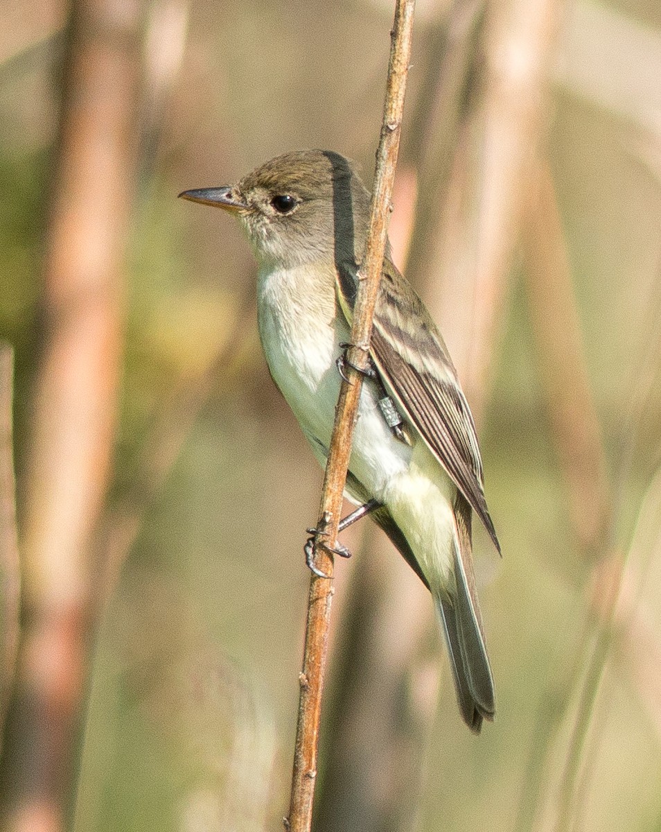 Willow Flycatcher - ML58636691