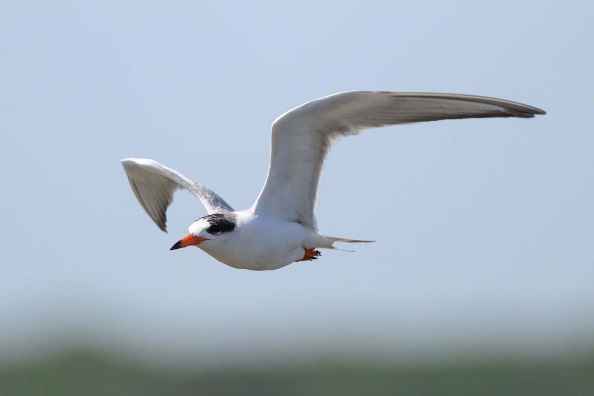 Forster's Tern - ML586367501