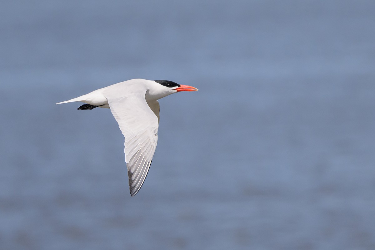 Caspian Tern - ML586367581