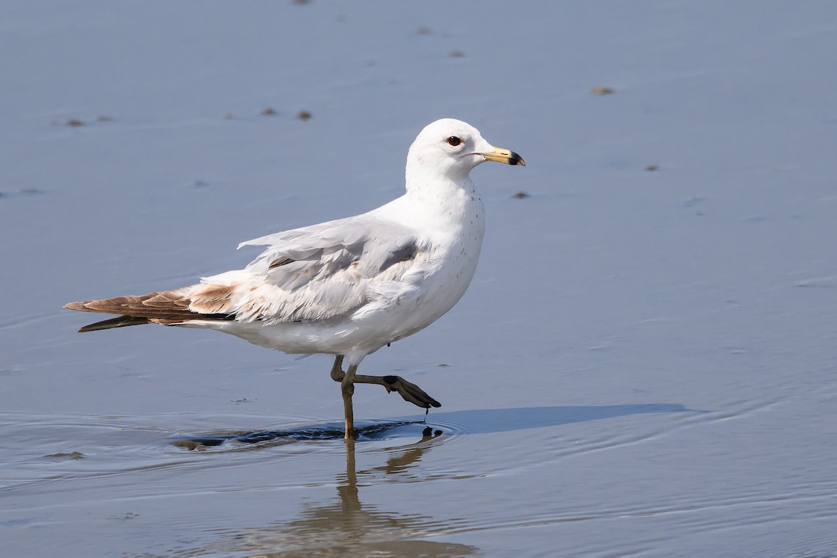 Ring-billed Gull - ML586367731