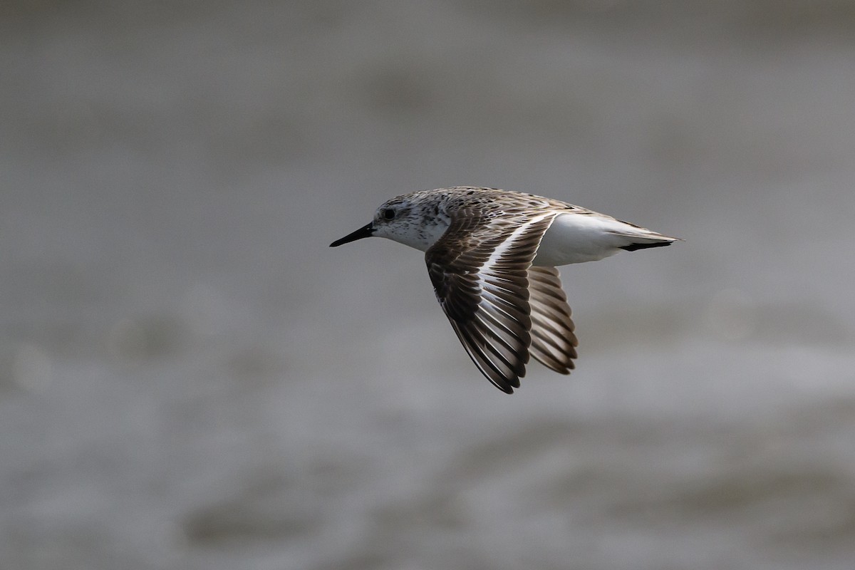 Bécasseau sanderling - ML586368301