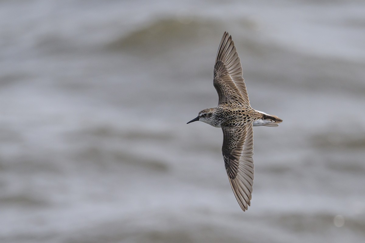 Semipalmated Sandpiper - ML586368341