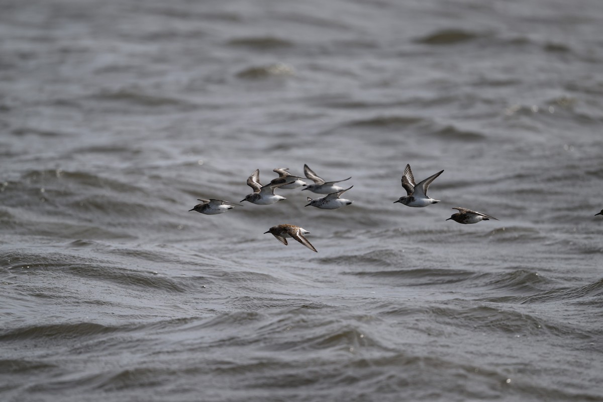 Bécasseau sanderling - ML586368521