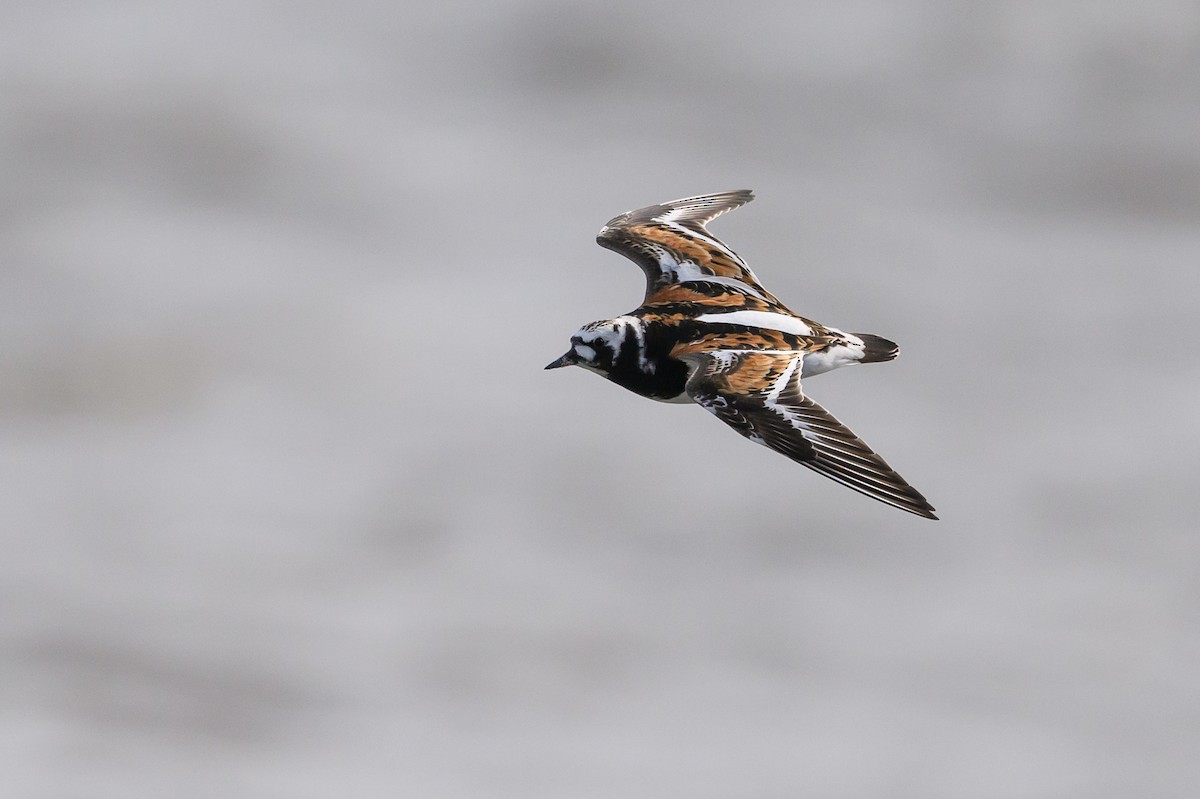 Ruddy Turnstone - ML586368581