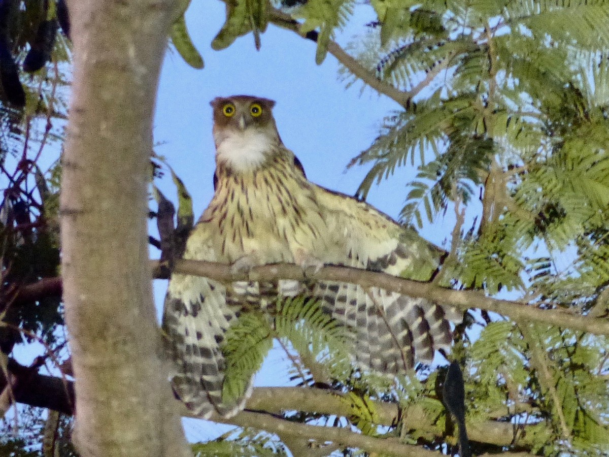 Philippine Eagle-Owl - Jenny Bowman