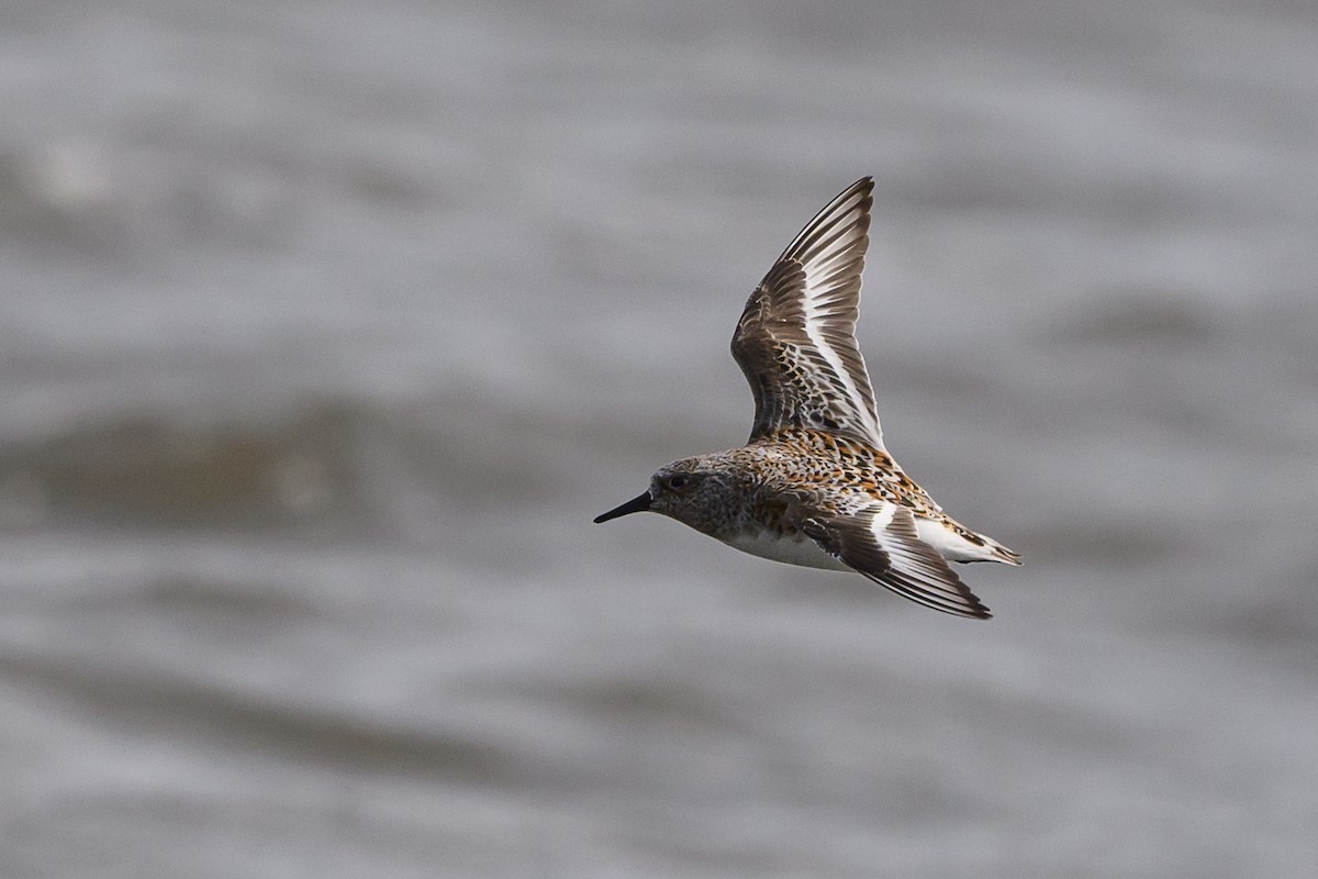 Bécasseau sanderling - ML586368781