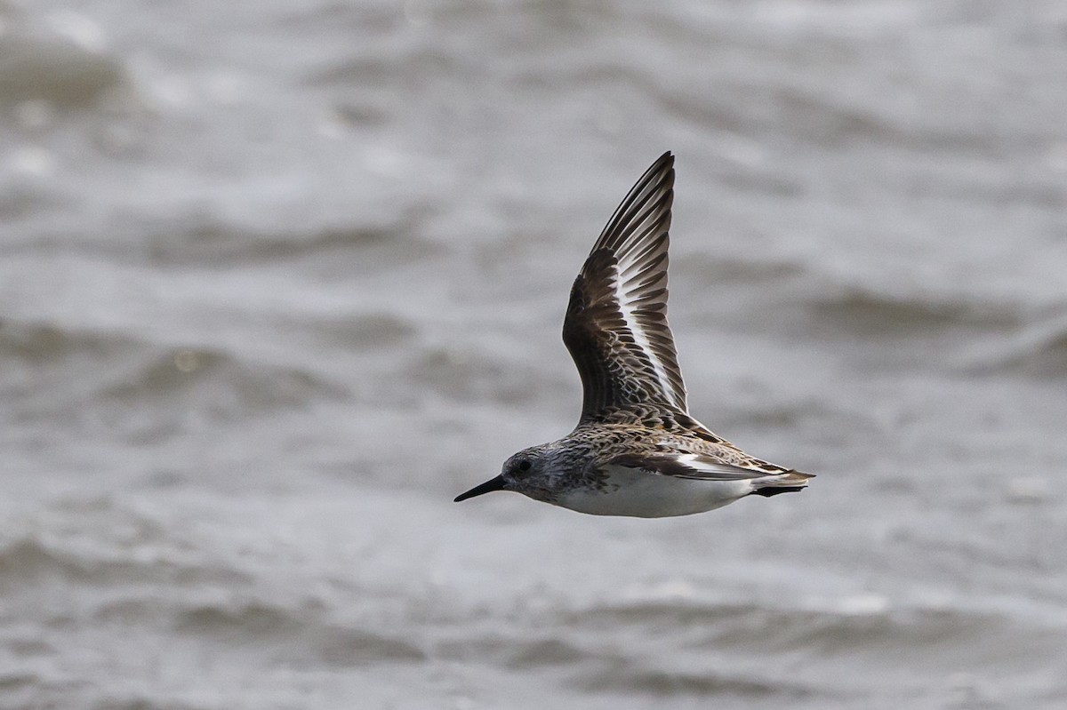 Bécasseau sanderling - ML586368791