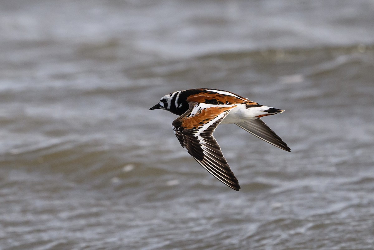 Ruddy Turnstone - Stephen Davies