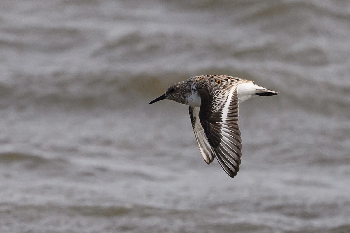 Bécasseau sanderling - ML586368961