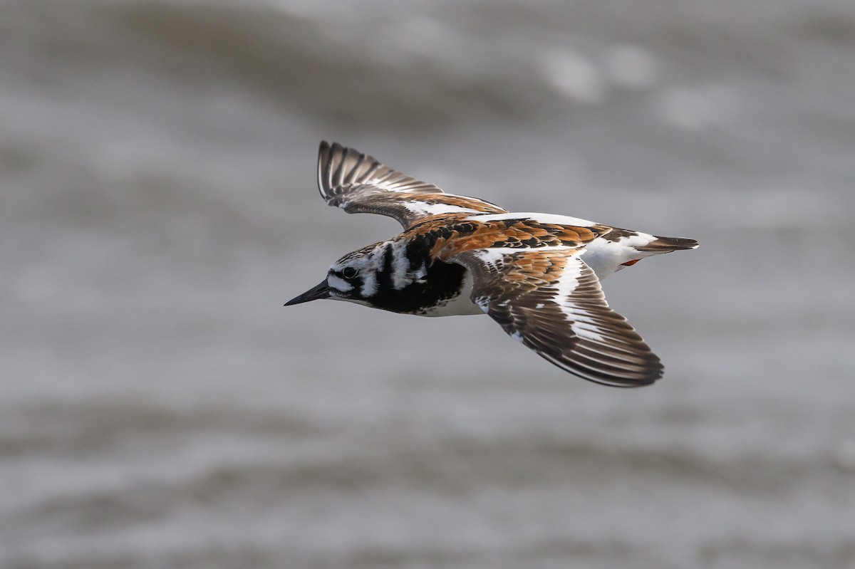 Ruddy Turnstone - ML586368991