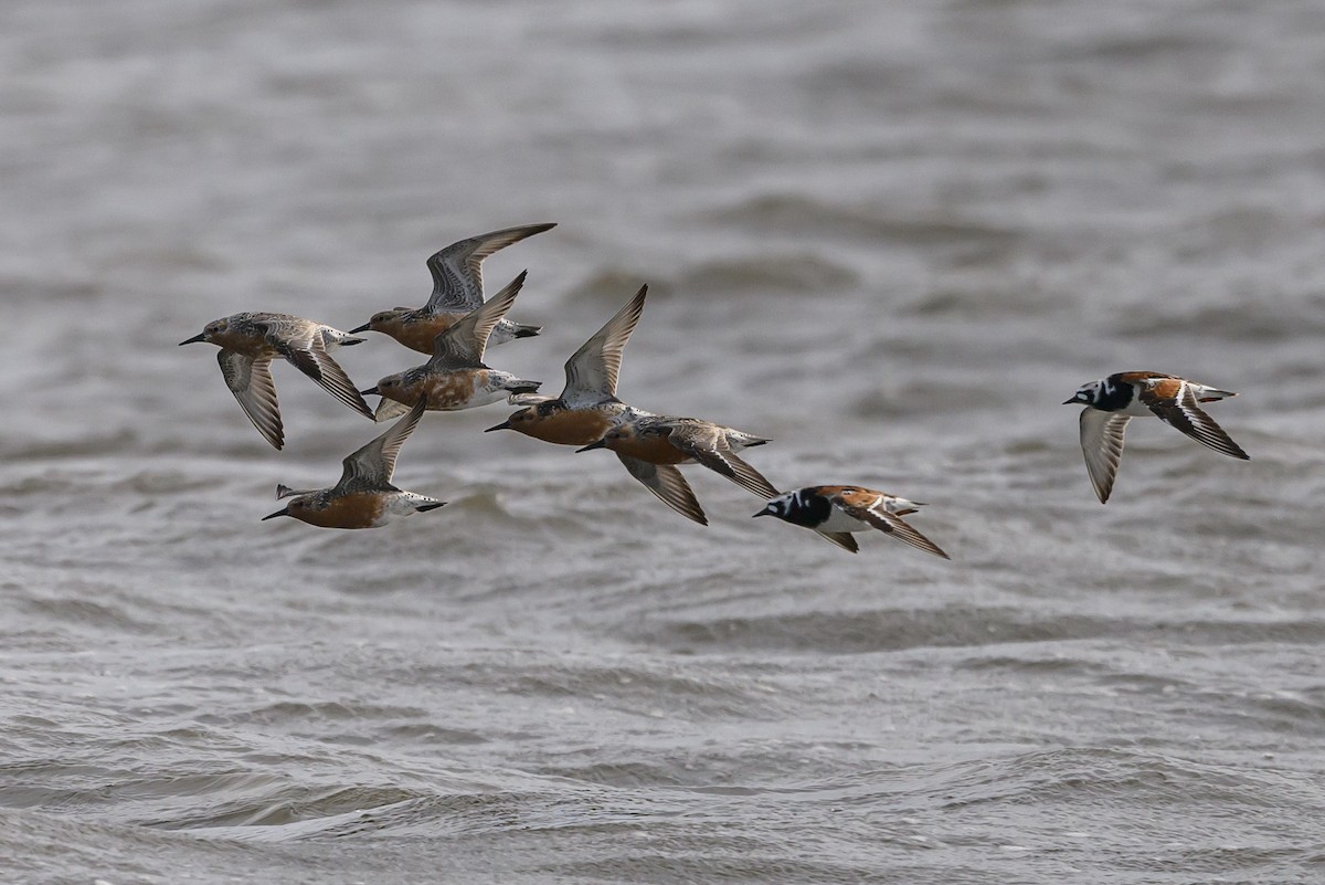 Red Knot - ML586369351