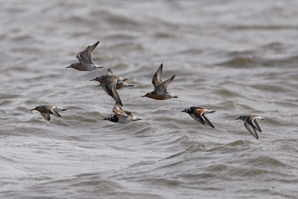 Red Knot - Stephen Davies