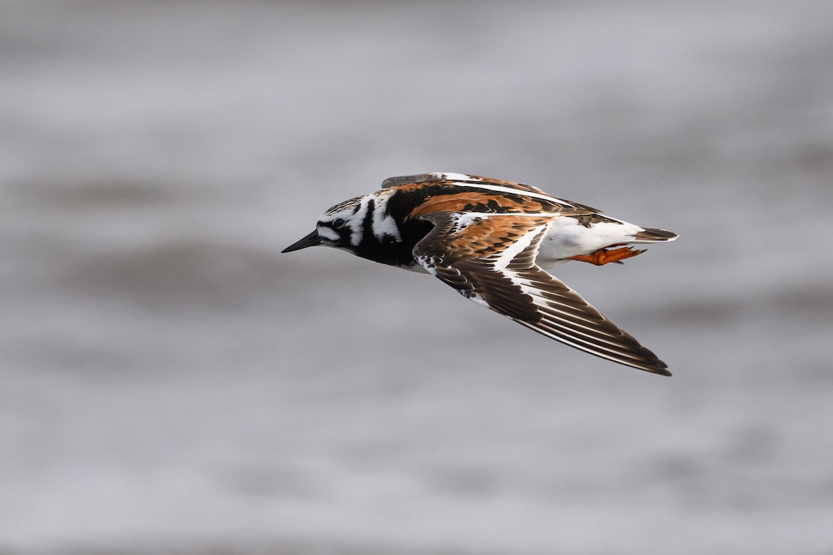 Ruddy Turnstone - ML586369611