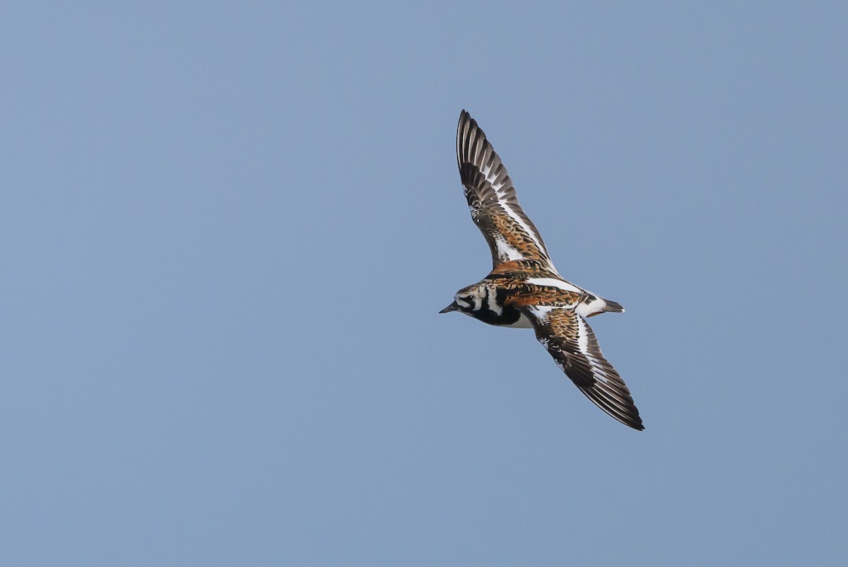 Ruddy Turnstone - Stephen Davies