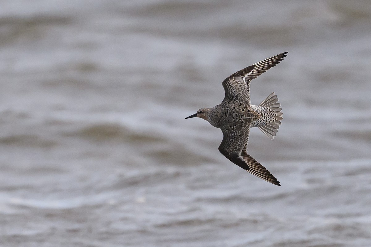 Red Knot - Stephen Davies