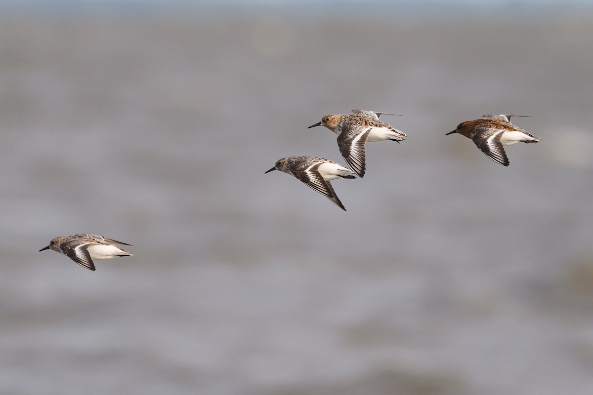 Bécasseau sanderling - ML586369871