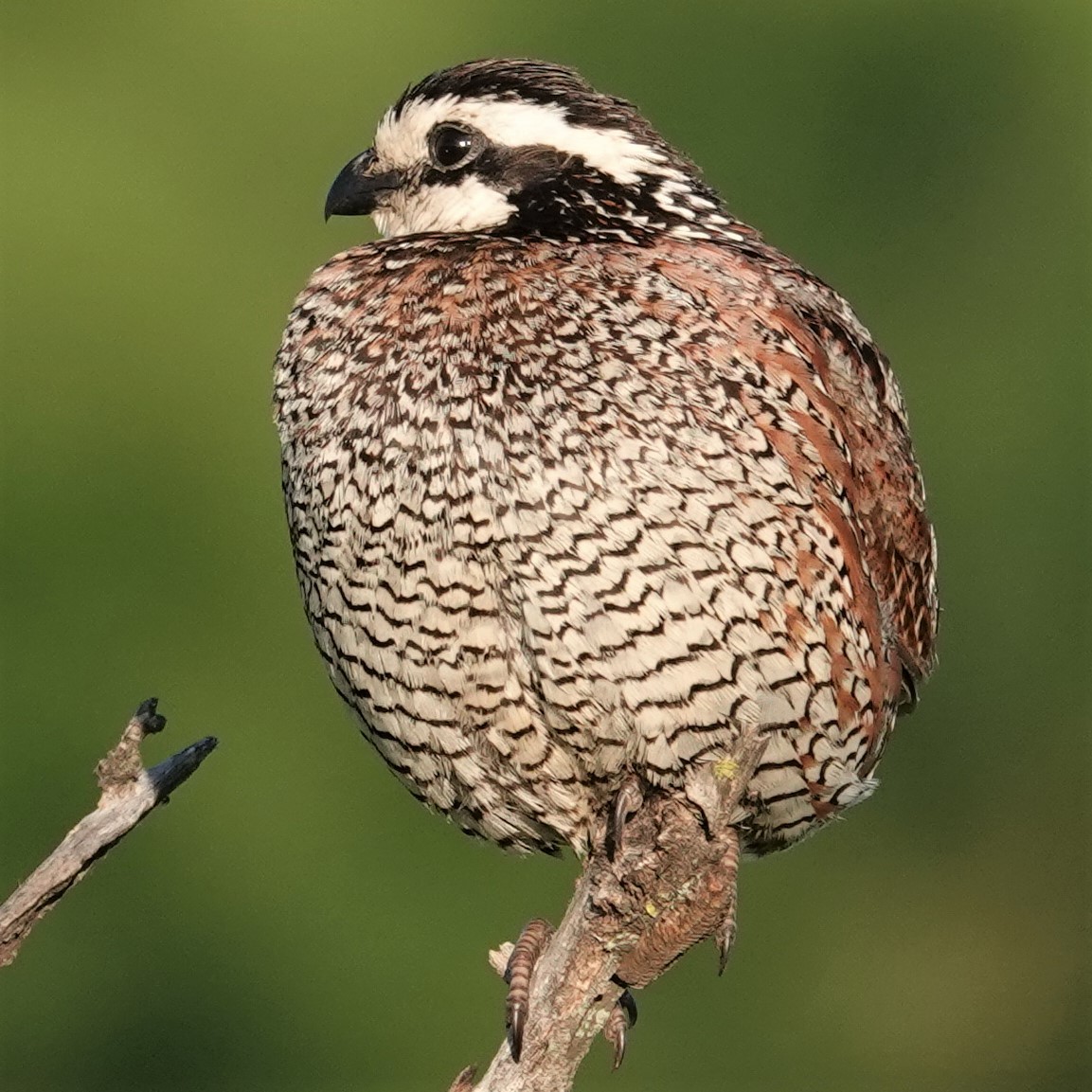 Northern Bobwhite - Mark Robbins