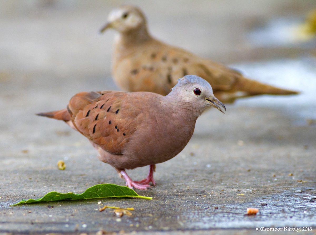 Ruddy Ground Dove - Zsombor Károlyi