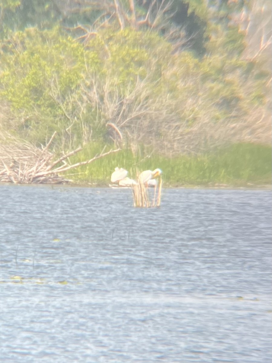 American White Pelican - ML586371101